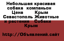 Небольшая красивая собака- компаньон › Цена ­ 1 - Крым, Севастополь Животные и растения » Собаки   . Крым